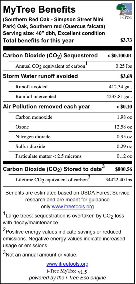 Southern Red Oak Simpson Street Mini Park